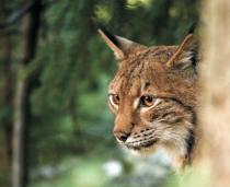 Nová zoocentra v národním parku