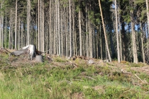 Turisté se nejčastěji ptají na kůrovce, říká šumavský kočí