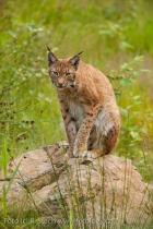 Luďka, rysího tuláka ze Šumavy, zachytila fotopast u rakouského Lince