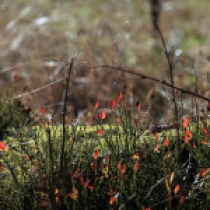 Malujte a fotografujte Šumavu – Správa NP Šumava vyhlašuje soutěže o ceny